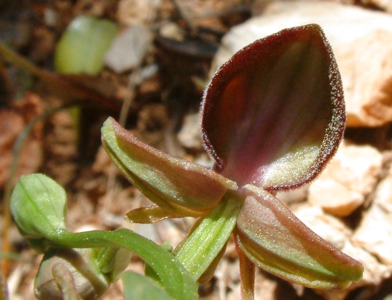 Ophrys mammosa